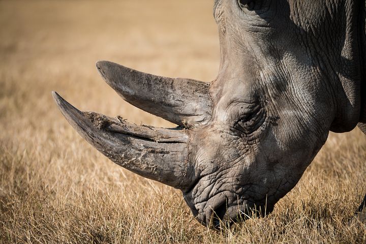 قرن وحيد القرن